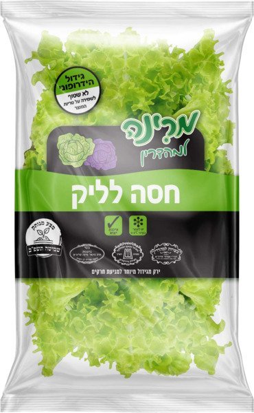 חסה לאליק