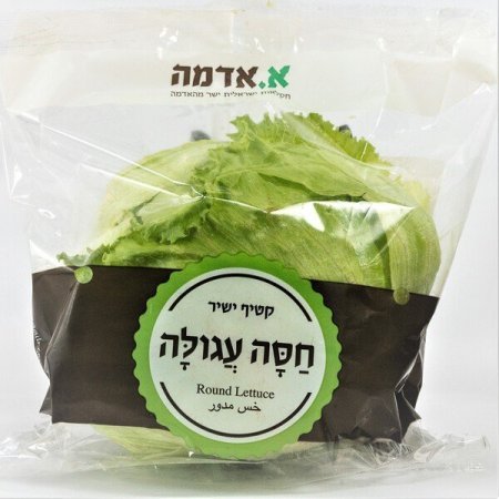 חסה עגולה